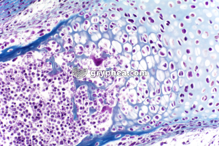 Ossification enchondrale x100 - gryphea.com